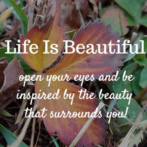 life is beautiful open your eyes and be inspired by the beauty that surrounds you!