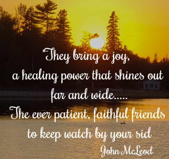 They bring a joy, a healing power that shines out far and wide....