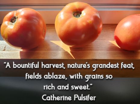 A bountiful harvest, nature's grandest feat, fields ablaze, with grains so rich and sweet. Catherine Pulsifer