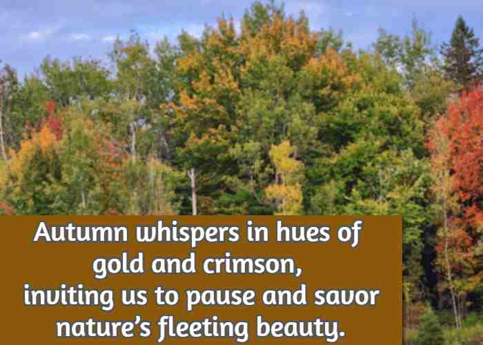 Autumn whispers in hues of gold and crimson, inviting us to pause and savor nature’s fleeting beauty.