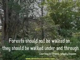 41 Forest Quotes Short Quotes