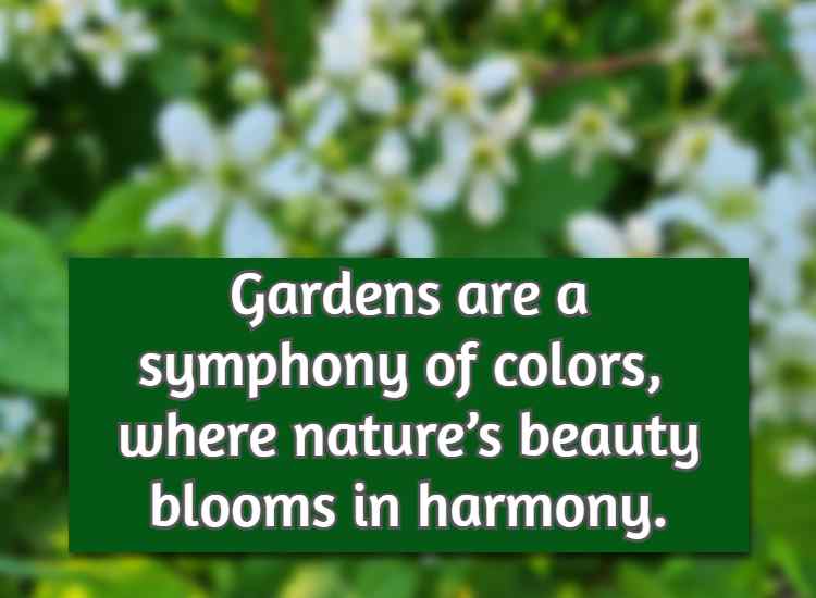 Gardens are a symphony of colors, where nature’s beauty blooms in harmony.