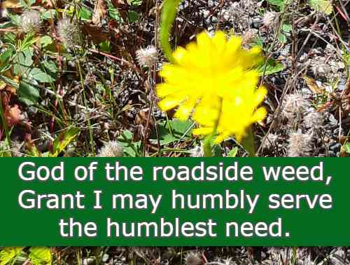 God of the roadside weed, Grant I may humbly serve the humblest need.