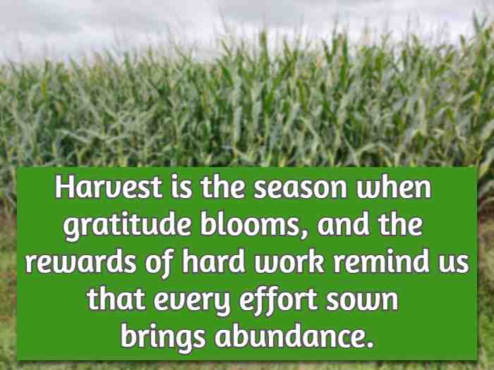 Harvest is the season when gratitude blooms, and the rewards of hard work remind us that every effort sown brings abundance.