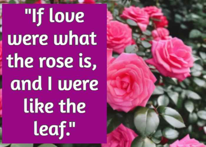 If love were what the rose is, and I were like the leaf.