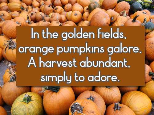 In the golden fields, orange pumpkins galore, A harvest abundant, simply to adore.