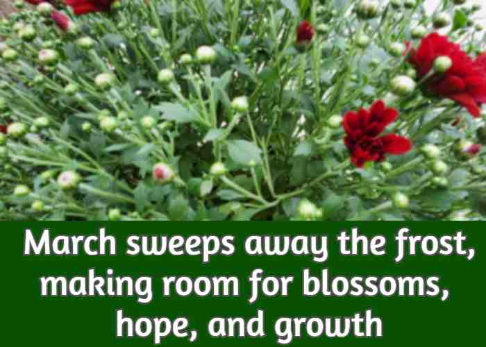 March sweeps away the frost, making room for blossoms, hope, and growth