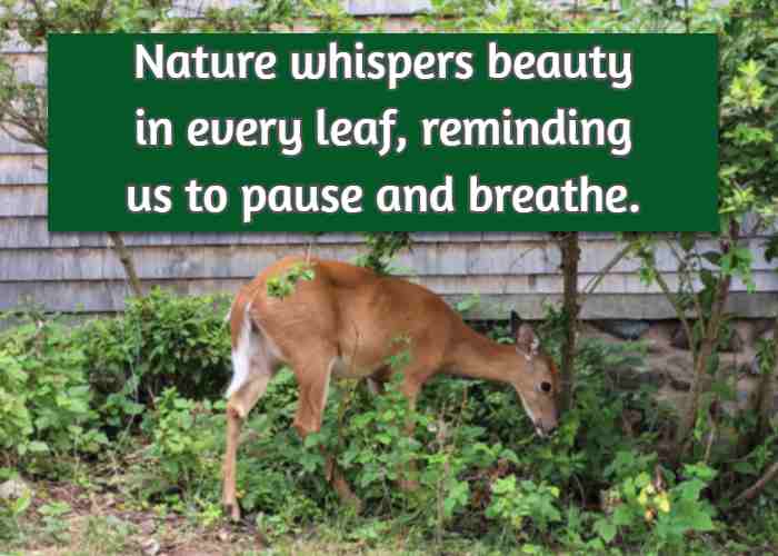 Nature whispers beauty in every leaf, reminding us to pause and breathe.