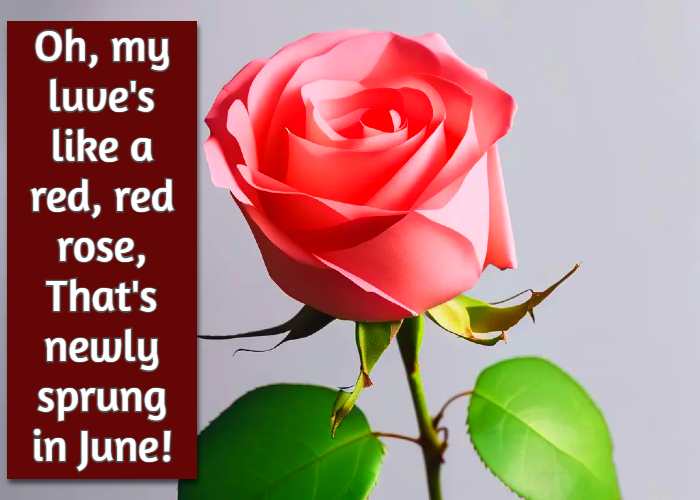 Oh, my luve's like a red, red rose, That's newly sprung in June!