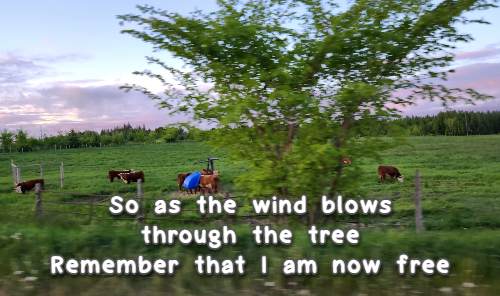 So as the wind blows through the tree Remember that I am now free