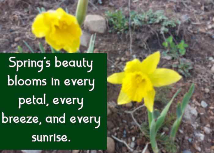 Spring's beauty blooms in every petal, every breeze, and every sunrise.