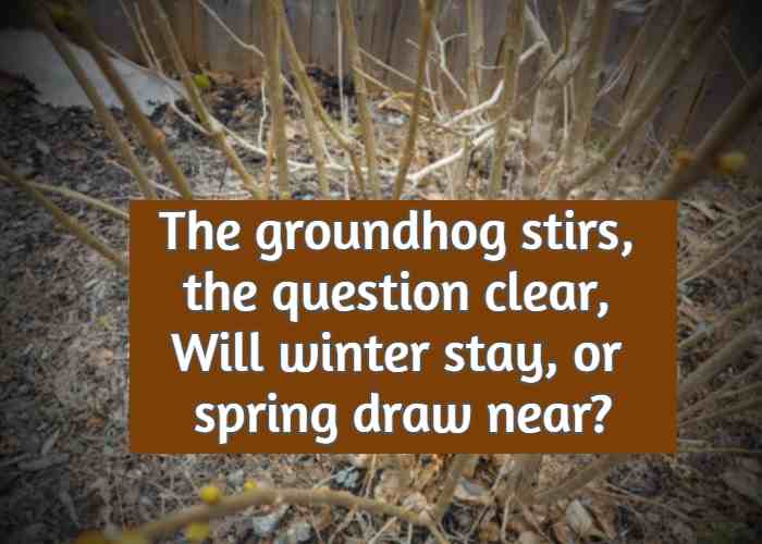 The groundhog stirs, the question clear, Will winter stay, or spring draw near?