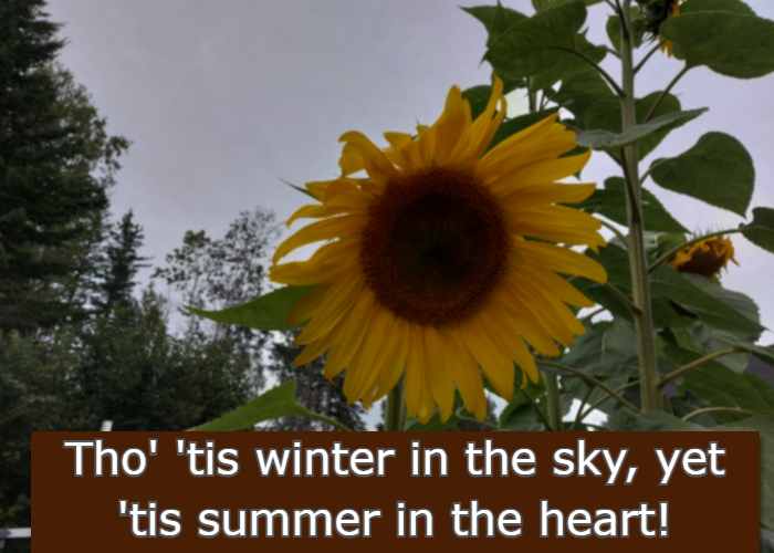 Tho' 'tis winter in the sky, yet 'tis summer in the heart!