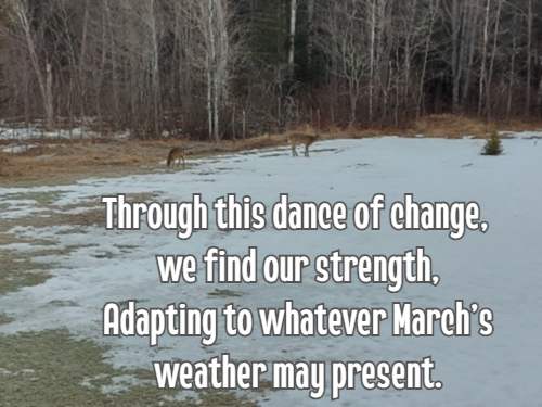 Through this dance of change, we find our strength, Adapting to whatever March's weather may present.