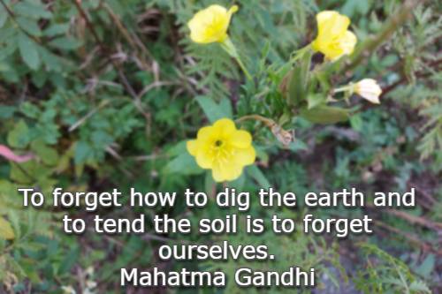 To forget how to dig the earth and to tend the soil is to forget ourselves. Mahatma Gandhi