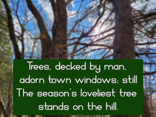 Trees, decked by man, adorn town windows; still The season's loveliest tree stands on the hill.