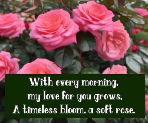 With every morning, my love for you grows, A timeless bloom, a soft rose.